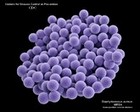 MRSA Staphylococcus